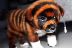 are-tiger-puppies-real