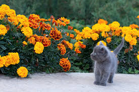 keep cats out of flower beds