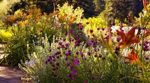 Top 5 Drought Tolerant Plants In The