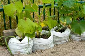 using vegetable grow bags in the garden