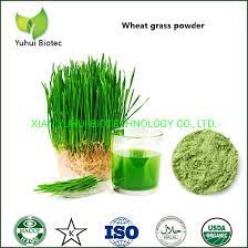 china fresh wheatgr juice powder