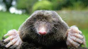 of moles in your yard and garden
