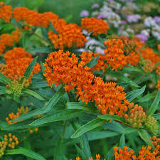 grow erfly weed asclepias rosa