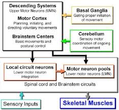 neuro motor flashcards quizlet