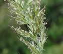 Trisetum spicatum (Spike Trisetum): Minnesota Wildflowers