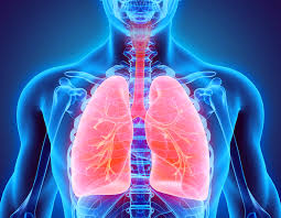 Image result for respiratory system
