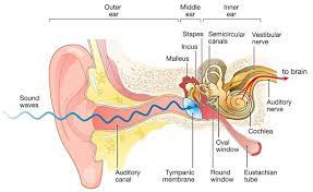 Florida Medical Clinic - Audiology & Hearing Aids gambar png