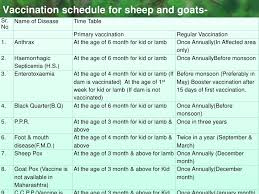 Goat Care And Management Irshad
