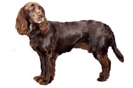 The deutscher wachtelhund is a strong boned, muscular, medium sized gundog with long, thick, wavy hair. Deutscher Wachtelhund Wissenswertes