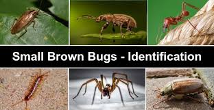 19 Small Brown Bugs With Pictures