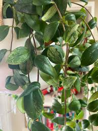 dying lipstick plant 7 expert tips for