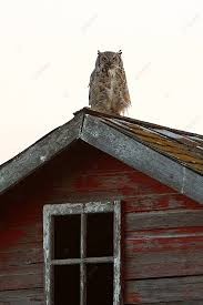 Great Horned Owl Fledgling On Roof Roof