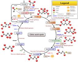 Citric Acid Cycle Wikipedia