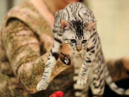 More interbred savannah's might not be much larger than the average house cat. Why This Feline Can Set Cat Lovers Back 22k Abc News