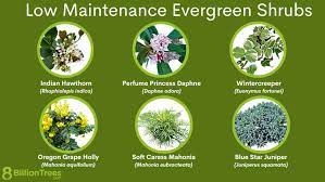 50 low maintenance evergreen shrubs