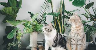 Are Snake Plants Really Toxic To Cats