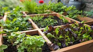 Vegetable Gardening Tips Kitchen Garden