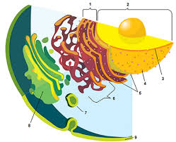 Students are given a copy of the brochure that needs to be completed. Animal And Plant Cell Labeling Key