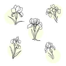 drawing of a flower with the name iris