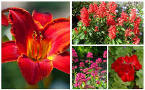 Plant a swath of these perennial flowers for a memorable display year after year. 10 Best Red Perennials For Your Garden Garden Lovers Club