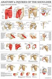 Laminated Anatomy And Injuries Of The Shoulder Poster Shoulder Joint Anatomical Chart