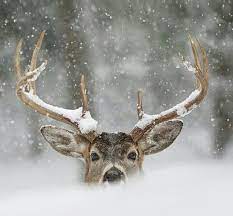 deer in snow snow winter s