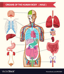 Chart Showing Organs Of Human Body