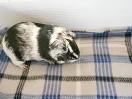 Diy Fleece Bedding For Guinea Pigs