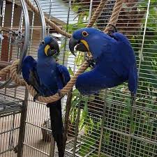 hyacinth macaw s exotic