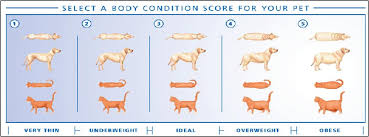 Obesity In Pets Common Causes Consequences