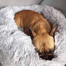 It is revolutionising how much importance we place on the sleeping habits of our pets, as stay hygenic and prolong the life of your dogs favourite bed with our removable and machine washable cover. Calming Pet Bed Australia Comfort Pet Beds Anti Anxiety Dog Bed Pet Bed For Dog