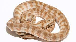 hypo carpet pythons morelia spilota