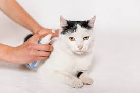homemade flea spray for cats 6 vet