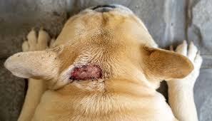 how to treat hot spots on a dog a step