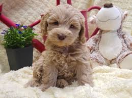 available labradoodle puppies