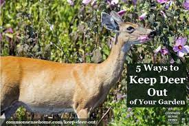 Keep Deer Out Of Your Garden 5 Deer
