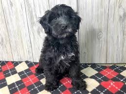 As a whoodle breeder, our goal is to produce puppies that will have the soft, silky , hypoallergenic coat as well as the sweet lovable temperament of the wheaten terrier. Mini Whoodle Dog Male Black 2471408 Petland Hilliard Oh