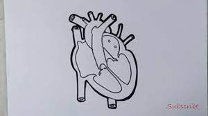 human heart diagram for class 10 easy | artistica - YouTube