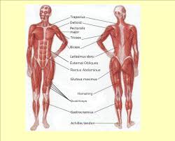 These muscles form the outer shape of the shoulder and underarm. Human Anatomy Chart Pdf Human Body Anatomy