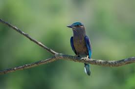 premium photo indian roller on the branch