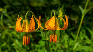 tiger lilies are easy to grow garden