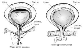 strong pelvic floor muscles
