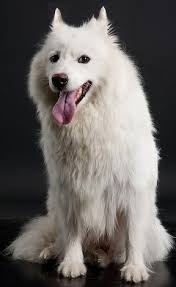 American Eskimo Dogs Whats Good About Em Whats Bad