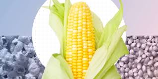 Is corn a berry?