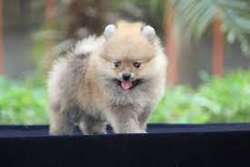 toy pomeranian puppies in