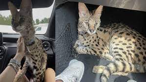exotic african cat captured in atlanta