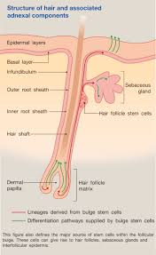 structure and function of skin hair