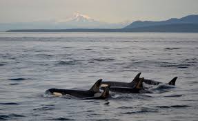 We have seen orcas from the ferry on a day trip no matter how you visit the san juan islands, there are lots of fun ways for families to fill their time. Whale Wildlife Tours San Juan Islands Washington Visitors Bureau Orcas Island Lopez Island Friday Harbor San Juan Island