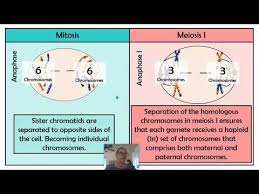 Explore learning gizmo meiosis answer key provides a comprehensive and comprehensive pathway for students to see progress after the end of each module. Meiosis Worksheet Jobs Ecityworks