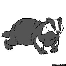 Badgers are a polyphyletic grouping. Badger Coloring Page Badger Pictures Coloring Pages Color